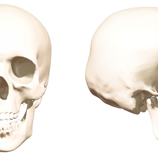 5.jpg Human Evolution: exclusive pack of 5 skulls