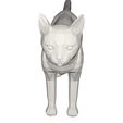 10001.jpg Cat