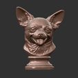 CHIHUHUA-BUST-1.jpg CHIHUHUA BUST