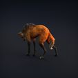 Manned_wolf_5.jpg Манедовый волк