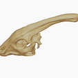 14.png Parasaurolophus Skull