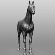 6.jpg Horse Breeds Collection