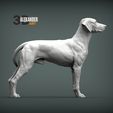 rhodesian-ridgeback6.jpg Rhodesian ridgeback 3D print model