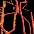 PS0014.jpg Human arterial system schematic 3D