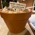 Pot_1.jpeg Baby Sarlacc