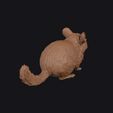 chinchilla_0007.jpg chinchilla