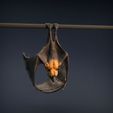Flying_fox_2.jpg Renard volant - Chauve-souris frugivore