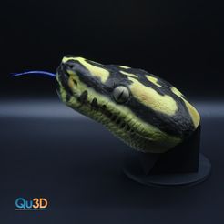 QU3D-00374-Morelia-spilota-cheynei-Kopf-mit-Stander.jpg Snake Snake Morelia-spilota