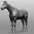 1.jpg Horse Breeds Collection