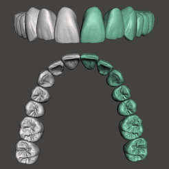Max-Pic.png STL file Maxillary Dental Anatomy for CAD - DigiSculpt Jackalope・3D printable model to download