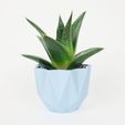 QB Maker Polo-pot_cactus bleu pastel.jpg STL file Low poly pot / Plant cactus・3D printing design to download