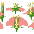 Flower_Color_2.png Parts of A Flower - Ovary Stages