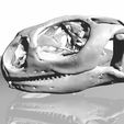 Uromastyx_pic.jpg Uromastyx Lizard Skull
