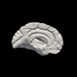 6.png 3D Model of Left and Right Brain