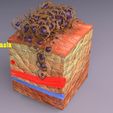adaptation-epithelial-cell-changes-normal-to-cancer-3d-model-d18cd3f47a.jpg adaptation epithelial cell changes normal to cancer Low-poly 3D model