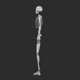 07.jpg Skeleton 3D Model