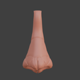 7.png 3D Nose Anatomy Model