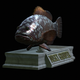 Dusky-grouper-3.png fish dusky grouper / Epinephelus marginatus statue detailed texture for 3d printing