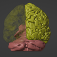 3.png 3D Model of Brain