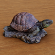 turtle-v1.png turtle decoration (3d scanned)
