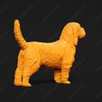 1013-Basset_Griffon_Vendeen_Petit_Pose_01.jpg Basset Griffon Vendeen Petit Dog 3D Print Model Pose 01