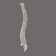 6.png VERTEBRAL COLUMN SEGMENTED