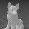 2.JPG Dog - German shepherd dog