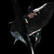 s2.jpg SHARK, DOWNLOAD Shark 3D modeL - Animated for Blender-fbx-unity-maya-unreal-c4d-3ds max - 3D printing SHARK SHARK FISH - TERROR  - PREDATOR - PREY - POKÉMON - DINOSAUR - RAPTOR