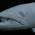 Barracuda-mouth-statue-45.png fish great barracuda / Sphyraena barracuda open mouth statue detailed texture for 3d printing