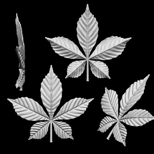 534534534.jpg chestnut leaf