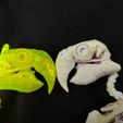 IMG_20231007_144023218_HDR.jpg Parrot Skeleton