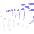 Seed_NM.png Process Of Seed Germination