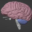 15.png 3D Model of Skull with Brain and Brain Stem - best version
