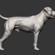american-bulldog10.jpg american bulldog 3D print model
