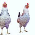 gf.jpg CHICKEN CHICKEN - DOWNLOAD CHICKEN 3d Model - animated for Blender-Fbx-Unity-Maya-Unreal-C4d-3ds Max - 3D Printing HEN hen, chicken, fowl, coward, sissy, funk- BIRD - POKÉMON - GARDEN
