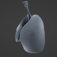 L1.png Human Lungs