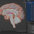14.PNG.35be0f677ecc16c3e05b834052367ee6.png 3D Model of Human Brain - Right Hemisphere