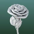 Image02.jpg Rose flowers