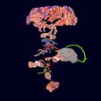 screenshot142.jpg Central nervous system cortex limbic basal ganglia stem cerebel 3D model