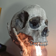 Screenshot-2024-09-03-125959.png Skull Lamp hand - halloween