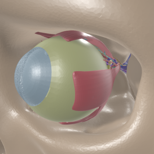 EYE-ANATOMY-5.png 34 PARTS COMPLETE EYE ANATOMY WITH BRAIN, SKULL, NERVES, ARTERIES, VEINS