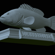 Dusky-grouper-49.png fish dusky grouper / Epinephelus marginatus statue detailed texture for 3d printing