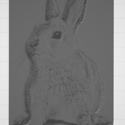 rabbit.png Rabbit cute