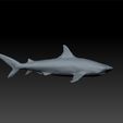 shark1.jpg Shark - realistic shark - shark for game unity3d - ue5