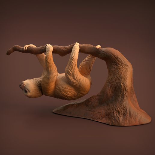 Baby_sloth_7.jpg Baby Sloth