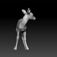 ZBr2.jpg fawn - baby deer