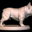 3.jpg The exotic Frenchbulldog