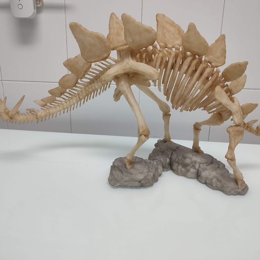 Stegosaurus Skeleton