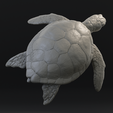 6.png Green sea turtle