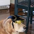 IMG_7183-1.jpg Novelty Dog helmet with safety glasses